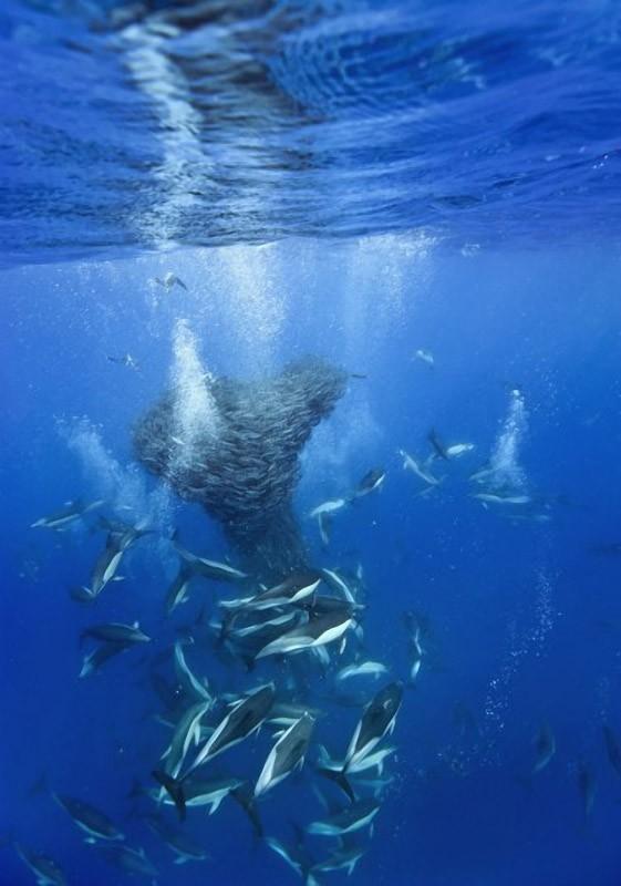Фотография: Дельфины и акулы охотятся на стаю скумбрии около Азорских островов №7 - BigPicture.ru