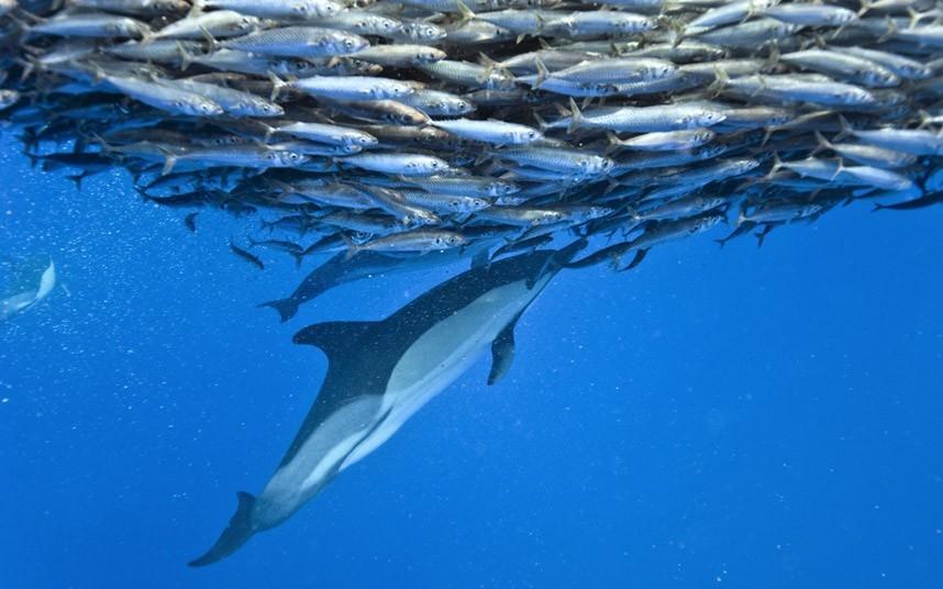 Фотография: Дельфины и акулы охотятся на стаю скумбрии около Азорских островов №8 - BigPicture.ru