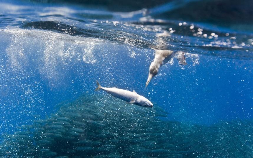 Фотография: Дельфины и акулы охотятся на стаю скумбрии около Азорских островов №11 - BigPicture.ru