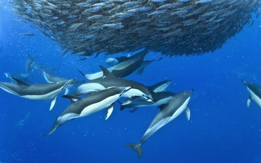 Фотография: Дельфины и акулы охотятся на стаю скумбрии около Азорских островов №13 - BigPicture.ru