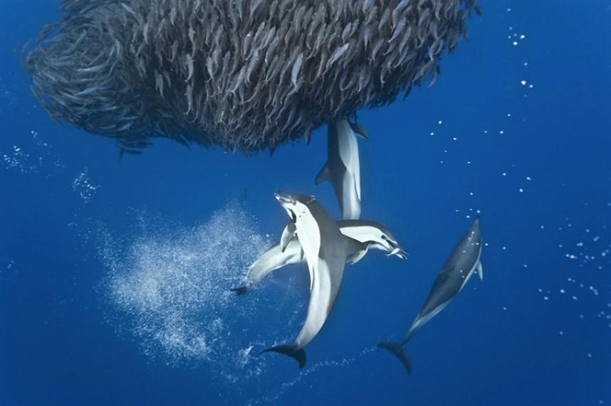 Фотография: Дельфины и акулы охотятся на стаю скумбрии около Азорских островов №16 - BigPicture.ru
