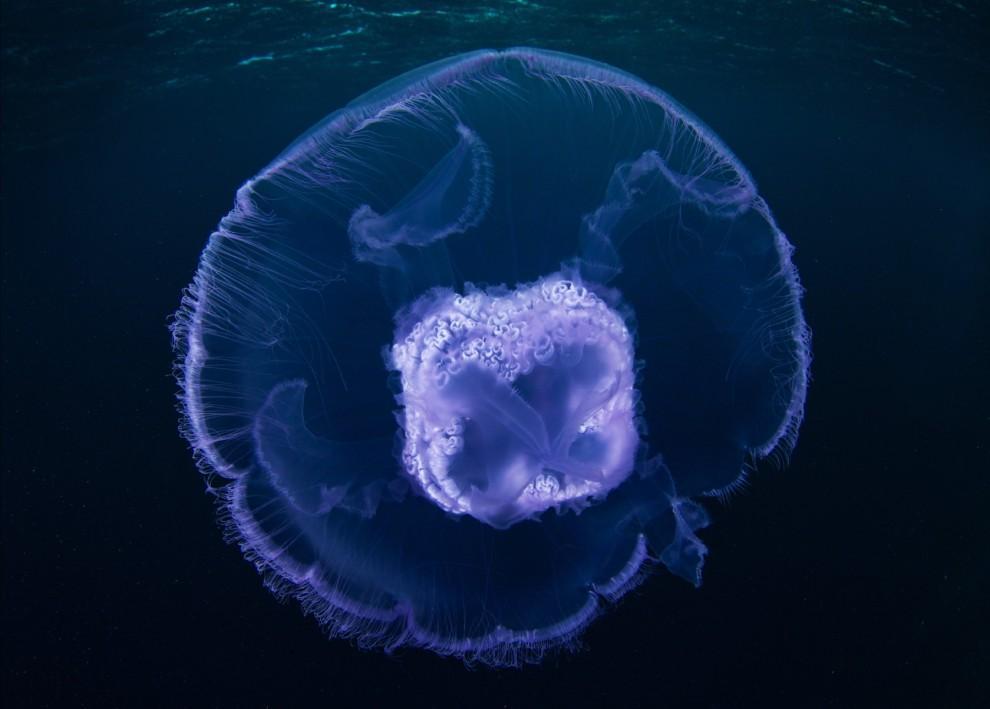 Фотография: Морские организмы на фотографиях Александра Семёнова №8 - BigPicture.ru
