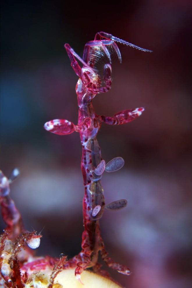 Фотография: Морские организмы на фотографиях Александра Семёнова №9 - BigPicture.ru