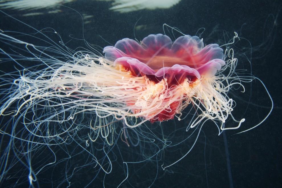 Фотография: Морские организмы на фотографиях Александра Семёнова №14 - BigPicture.ru
