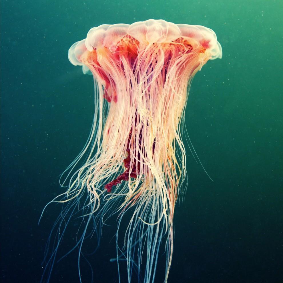 Фотография: Морские организмы на фотографиях Александра Семёнова №18 - BigPicture.ru