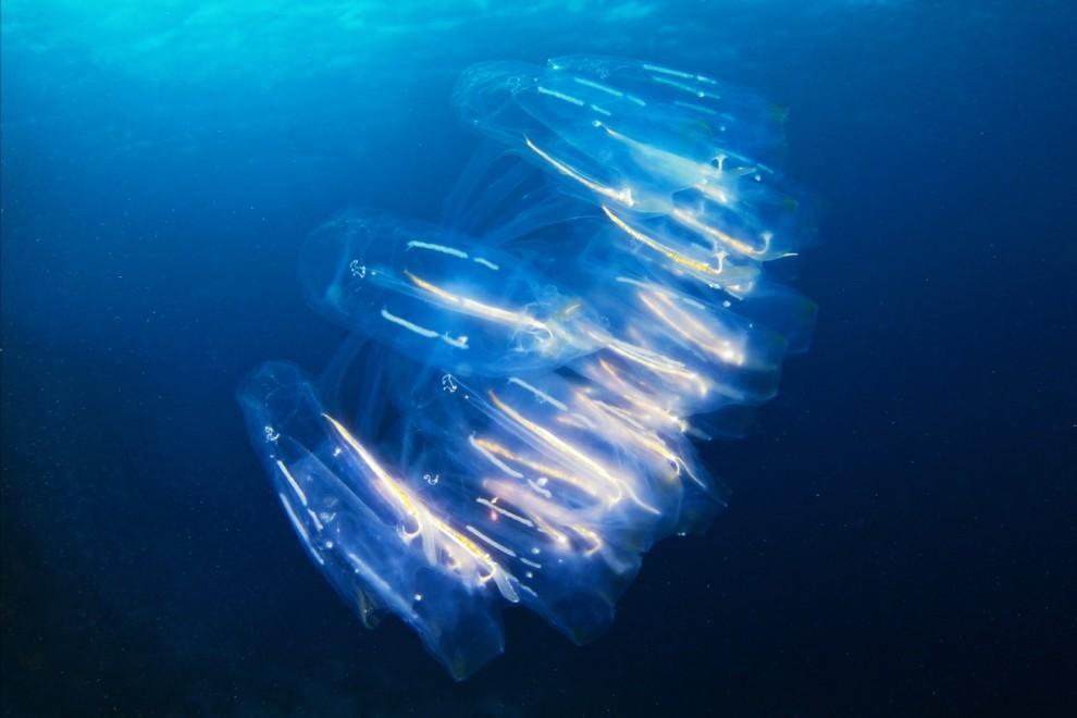 Фотография: Морские организмы на фотографиях Александра Семёнова №19 - BigPicture.ru