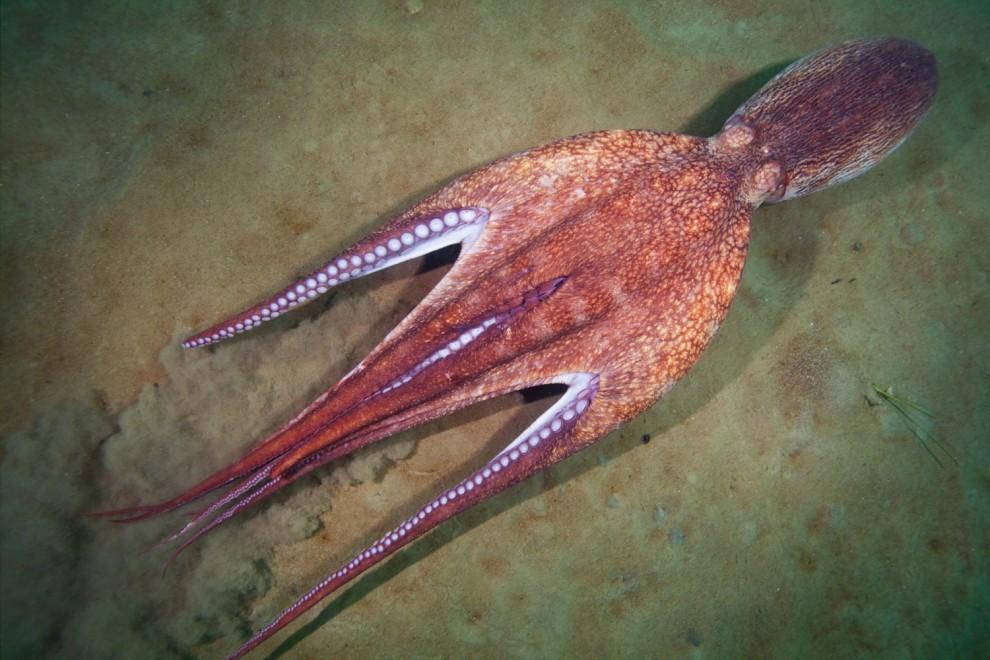 Фотография: Морские организмы на фотографиях Александра Семёнова №21 - BigPicture.ru