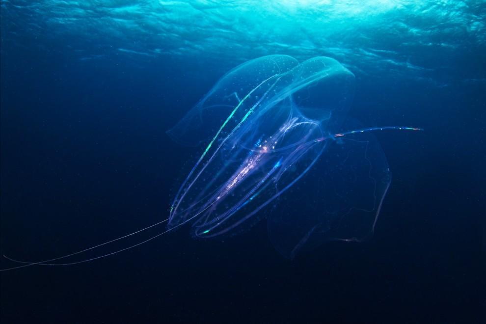 Фотография: Морские организмы на фотографиях Александра Семёнова №22 - BigPicture.ru
