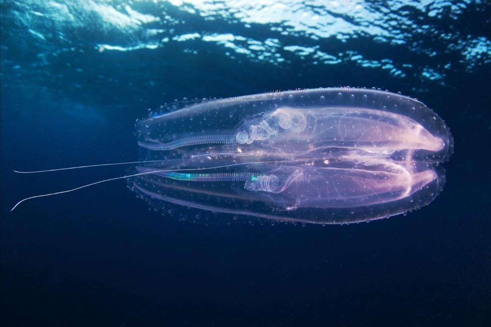 Фотография: Морские организмы на фотографиях Александра Семёнова №23 - BigPicture.ru