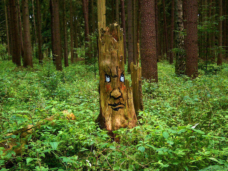 Фотография: Забавные лица в лесу №11 - BigPicture.ru