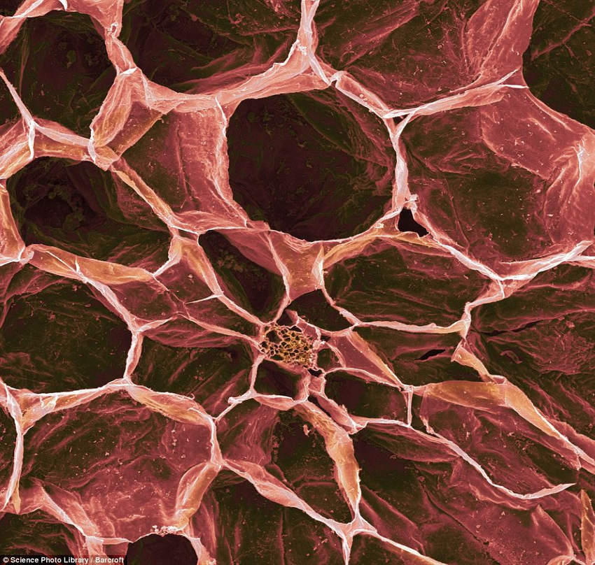 Мед под микроскопом фото как выглядит