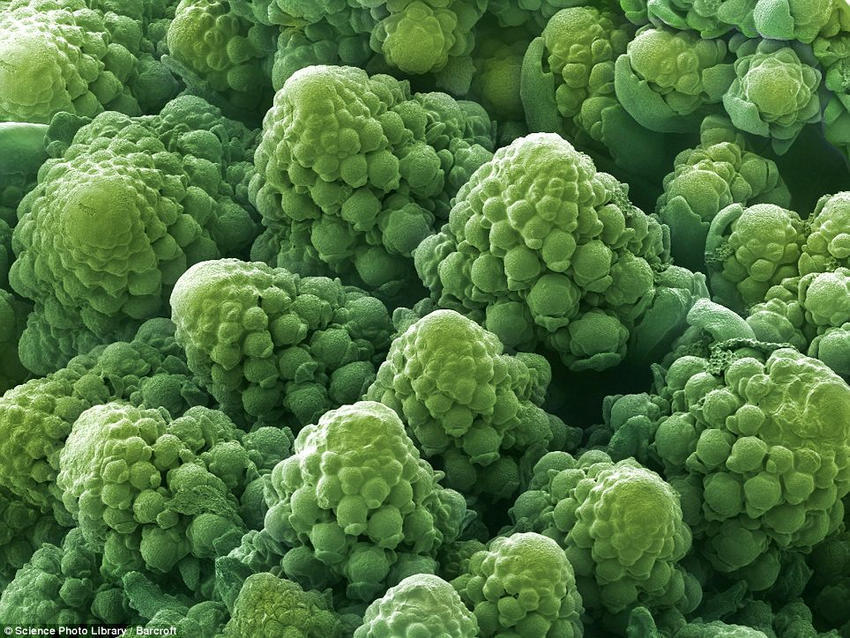 18 удивительных фото продуктов под микроскопом