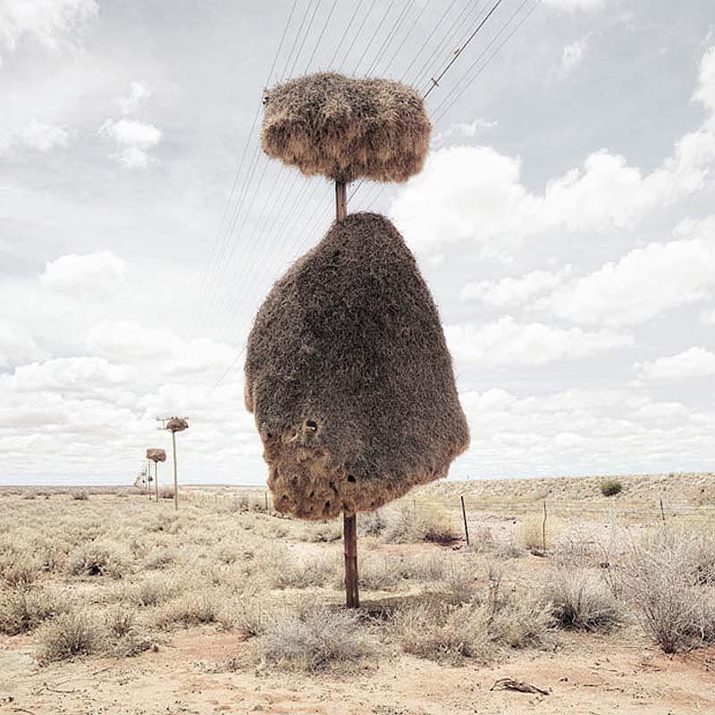Фотография: Маленькие птички – гигантские гнезда №5 - BigPicture.ru