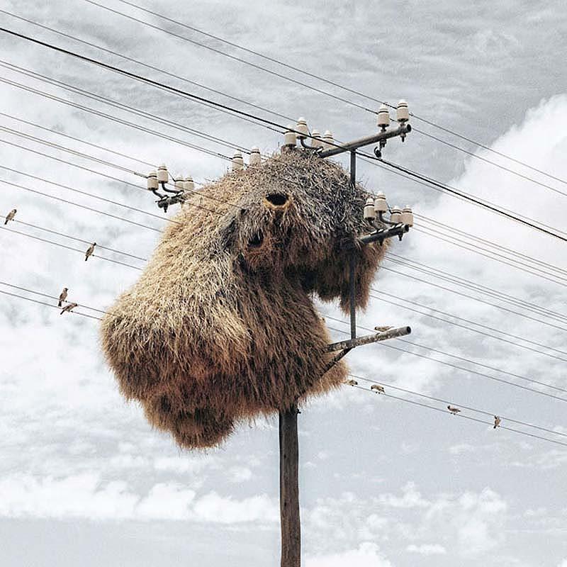 Фотография: Маленькие птички – гигантские гнезда №7 - BigPicture.ru