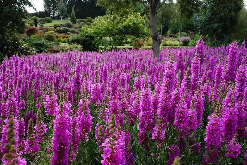 Фотография: Восхитительный сад Maple Glen в Новой Зеландии №10 - BigPicture.ru