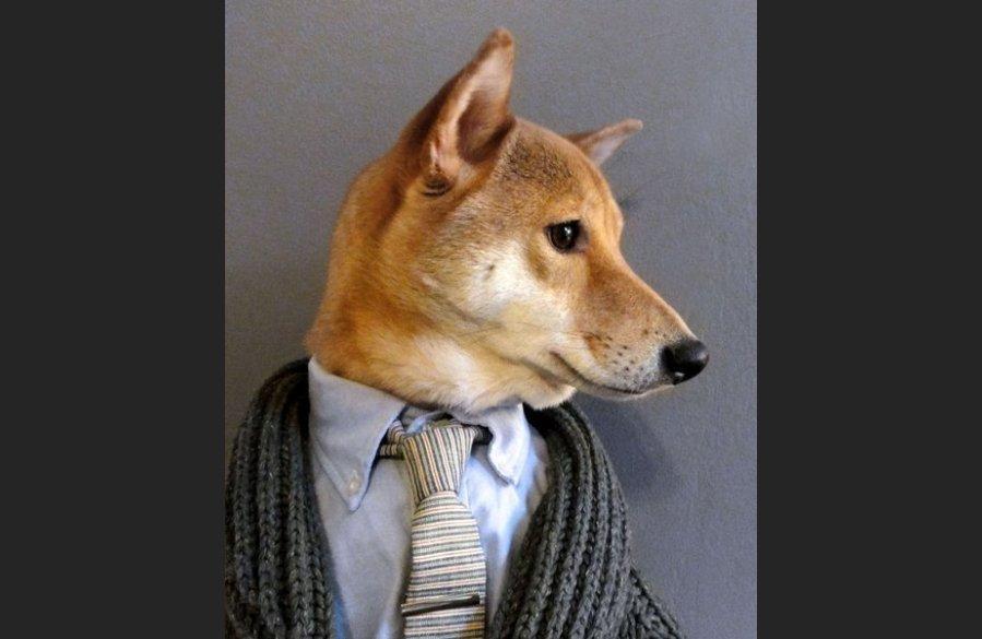 Фотография: Собака-примеряка: стильный пес из Нью-Йорка №1 - BigPicture.ru