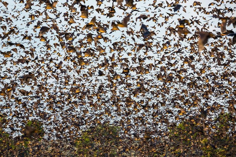 Фотография: Миграция летучих мышей №8 - BigPicture.ru