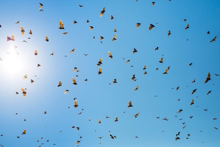 Фотография: Миграция летучих мышей №9 - BigPicture.ru
