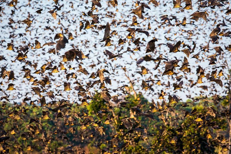 Фотография: Миграция летучих мышей №16 - BigPicture.ru