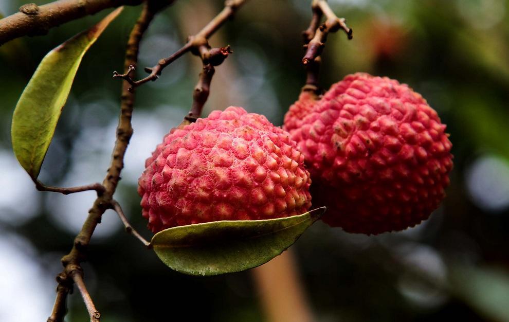 Фотография: Топ-10 самых необычных фруктов №2 - BigPicture.ru