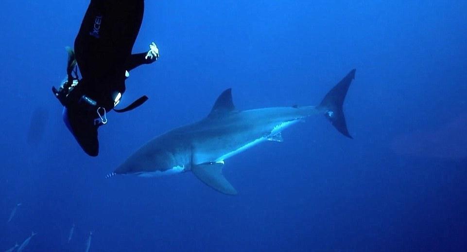 Фотография: Катание на большой белой акуле №4 - BigPicture.ru