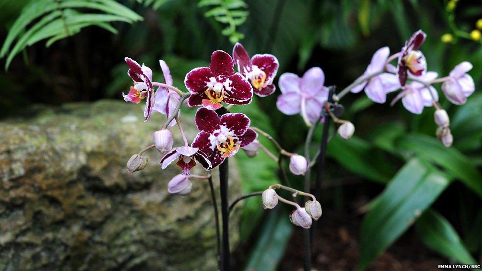 Фотография: Экзотические орхидеи №3 - BigPicture.ru