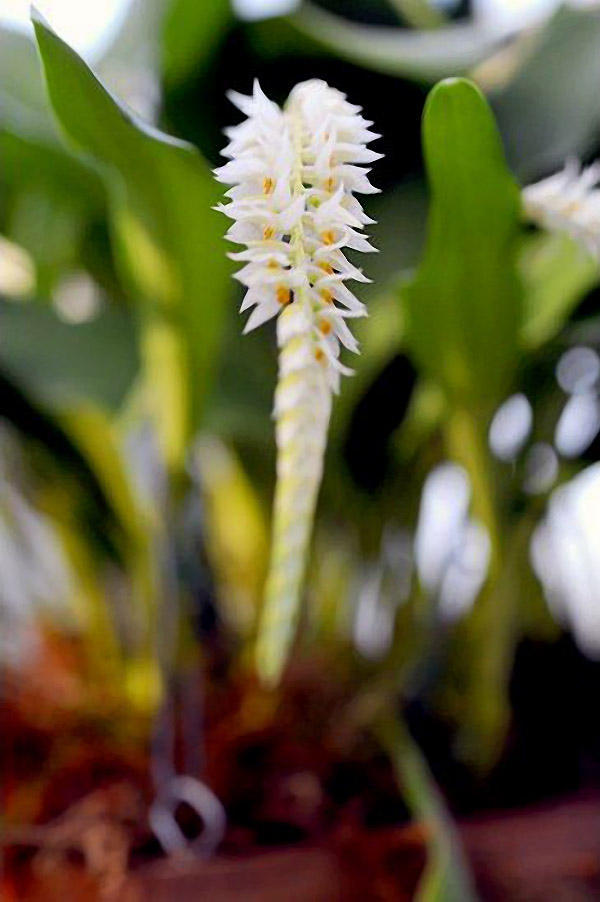 Фотография: Экзотические орхидеи №11 - BigPicture.ru