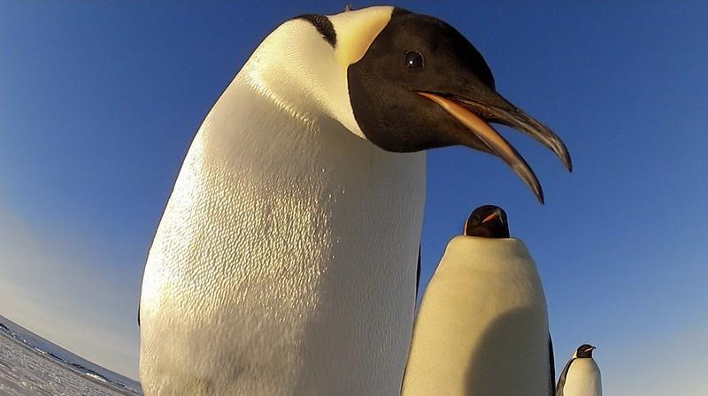 Фотография: Частная жизнь пингвинов №6 - BigPicture.ru