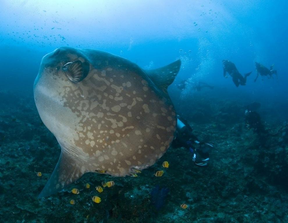 Фотография: 10 самых причудливых рыб мирового океана №5 - BigPicture.ru