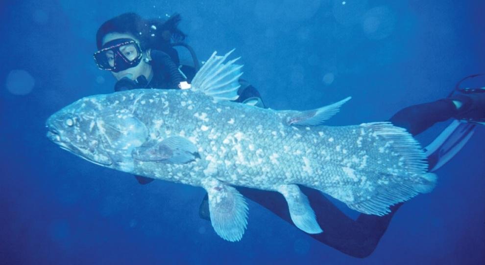 Фотография: 10 самых причудливых рыб мирового океана №8 - BigPicture.ru