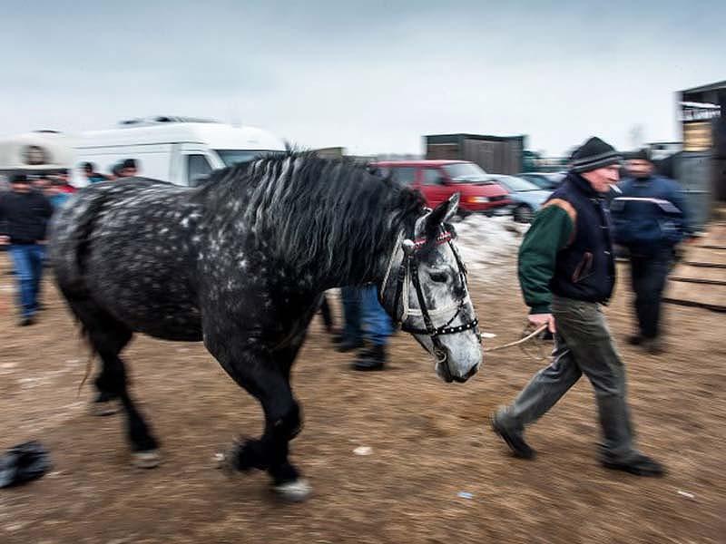 Фотография: Скандал с кониной №3 - BigPicture.ru