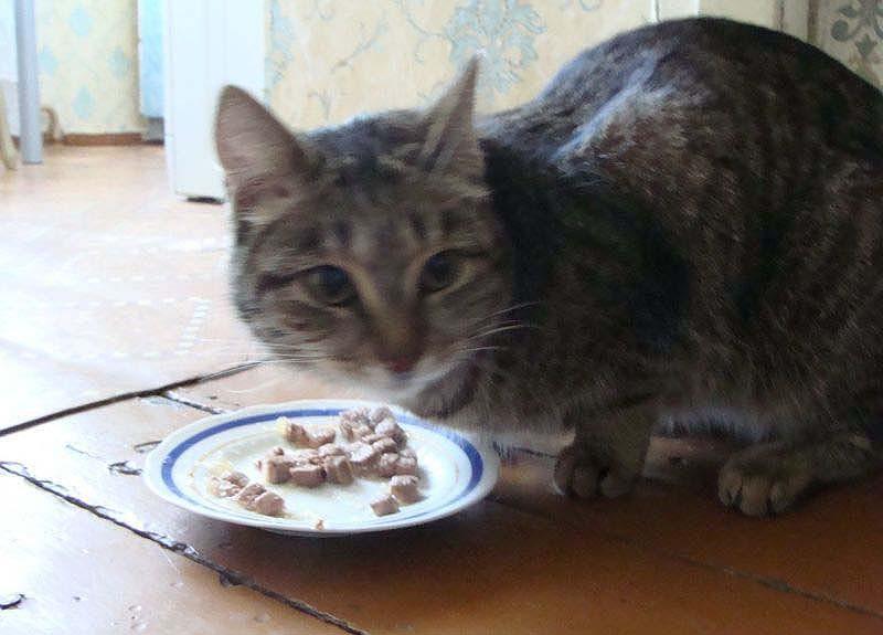 Фотография: Спасение кота, застрявшего на тополе №9 - BigPicture.ru