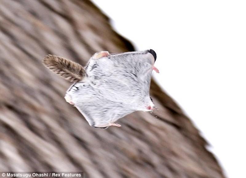 Фотография: Сибирские белки-летяги - это нечто №8 - BigPicture.ru