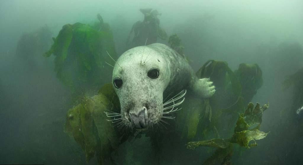 Фотография: Тюлени в фотографиях Адама Хэнлона №12 - BigPicture.ru