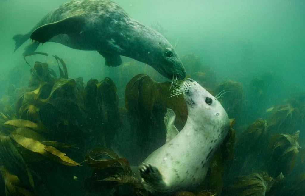 Фотография: Тюлени в фотографиях Адама Хэнлона №13 - BigPicture.ru