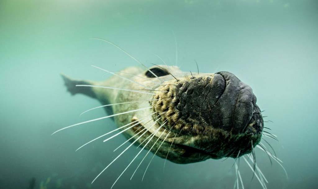 Фотография: Тюлени в фотографиях Адама Хэнлона №14 - BigPicture.ru