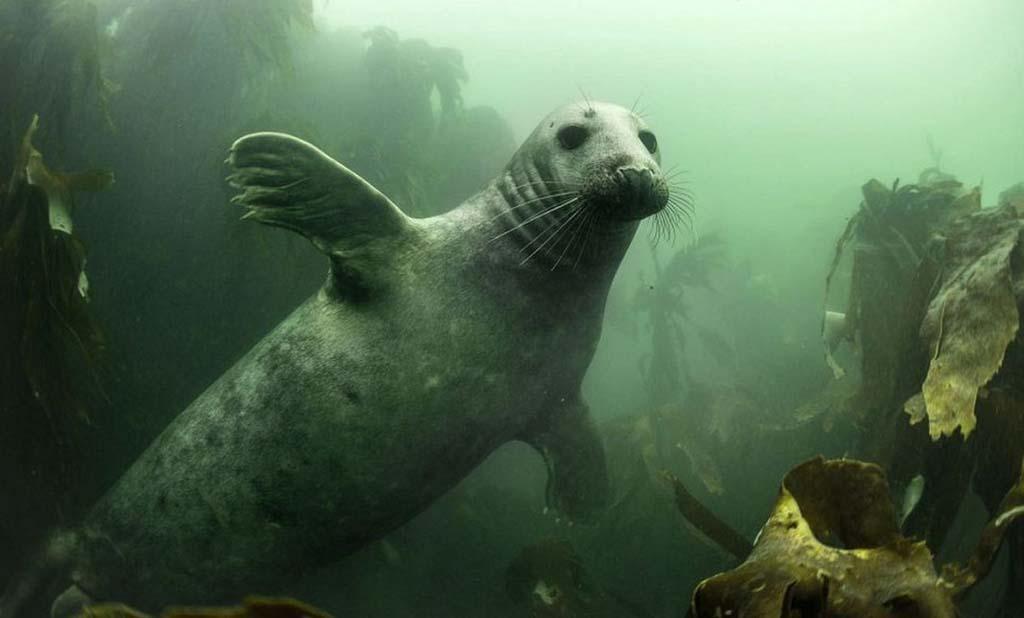 Фотография: Тюлени в фотографиях Адама Хэнлона №4 - BigPicture.ru