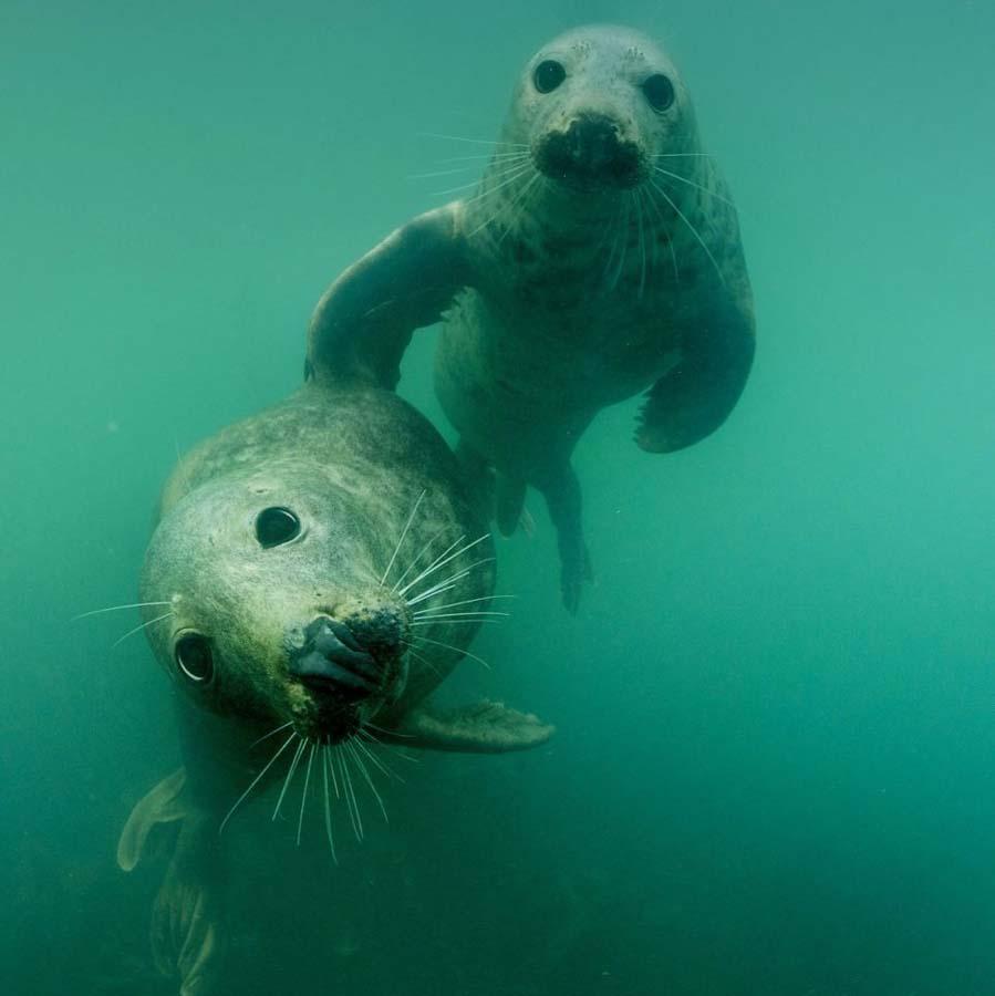 Фотография: Тюлени в фотографиях Адама Хэнлона №5 - BigPicture.ru