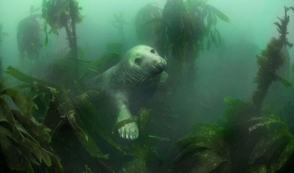 Фотография: Тюлени в фотографиях Адама Хэнлона №7 - BigPicture.ru