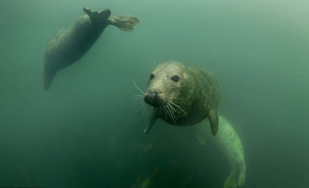 Фотография: Тюлени в фотографиях Адама Хэнлона №8 - BigPicture.ru