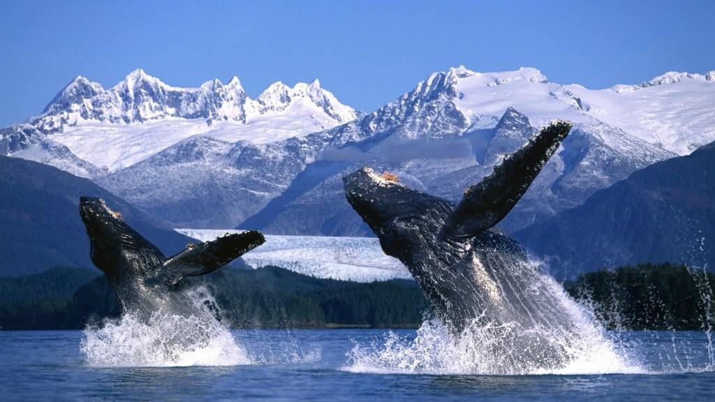 Фотография: Прыжки горбатых китов №2 - BigPicture.ru