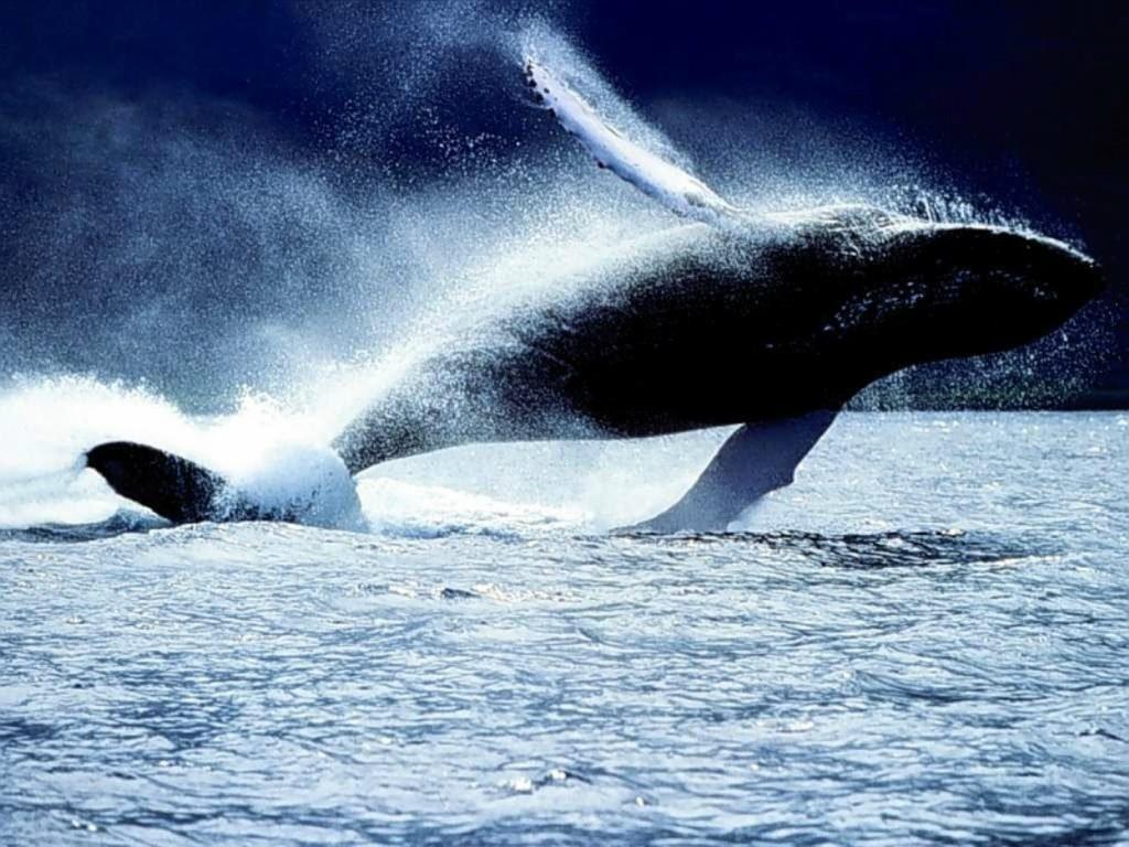 Фотография: Прыжки горбатых китов №3 - BigPicture.ru