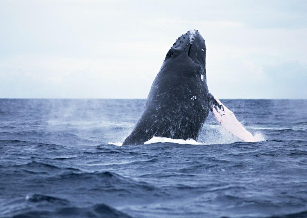 Фотография: Прыжки горбатых китов №4 - BigPicture.ru