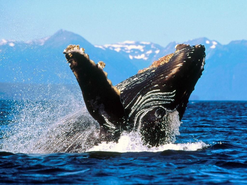 Фотография: Прыжки горбатых китов №5 - BigPicture.ru