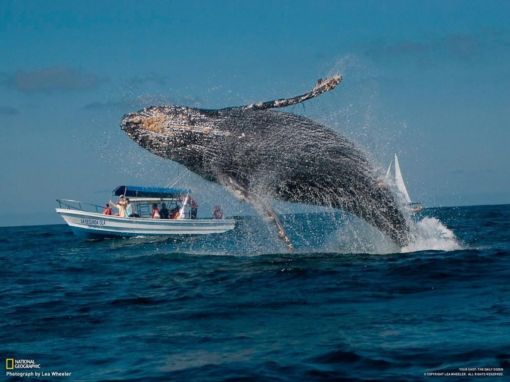 Фотография: Прыжки горбатых китов №6 - BigPicture.ru