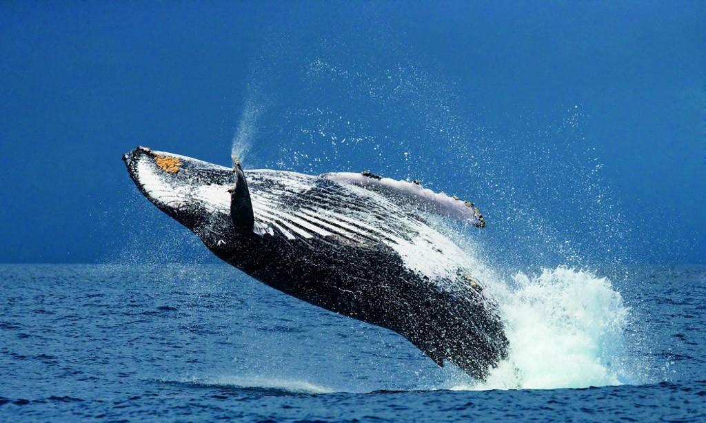 Фотография: Прыжки горбатых китов №10 - BigPicture.ru