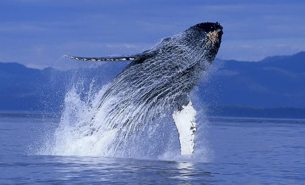 Фотография: Прыжки горбатых китов №12 - BigPicture.ru