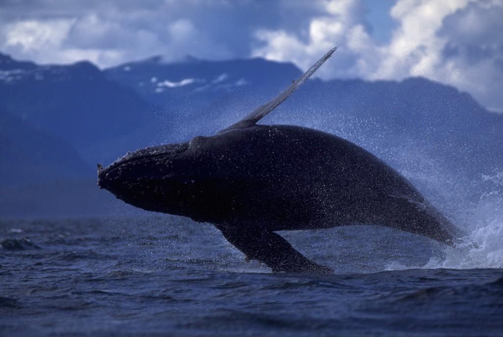 Фотография: Прыжки горбатых китов №13 - BigPicture.ru