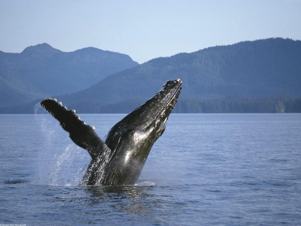 Фотография: Прыжки горбатых китов №14 - BigPicture.ru