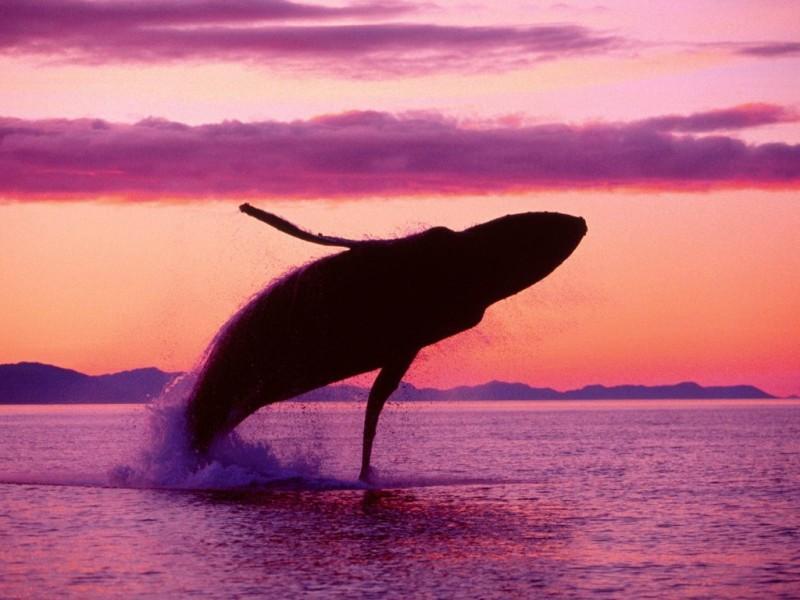 Фотография: Прыжки горбатых китов №1 - BigPicture.ru
